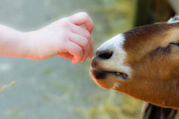 goat and hand